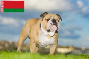 Scopri di più sull'articolo Allevatori di Bulldog Inglese e cuccioli in Bielorussia