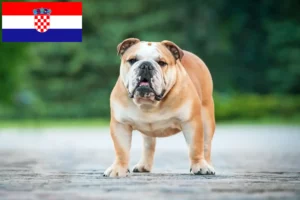 Scopri di più sull'articolo Allevatori di Bulldog Inglese e cuccioli in Croazia