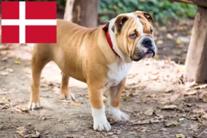 Scopri di più sull'articolo Allevatori di Bulldog inglese e cuccioli in Danimarca
