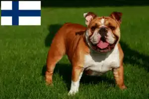 Scopri di più sull'articolo Allevatori di Bulldog Inglese e cuccioli in Finlandia