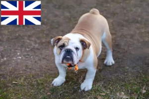 Scopri di più sull'articolo Allevatori di Bulldog Inglese e cuccioli nel Regno Unito