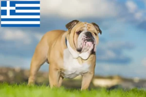 Scopri di più sull'articolo Allevatori di Bulldog Inglese e cuccioli in Grecia