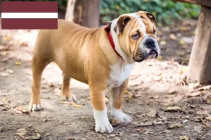 Scopri di più sull'articolo Allevatori di Bulldog Inglese e cuccioli in Lettonia