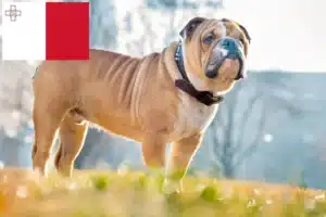 Scopri di più sull'articolo Allevatori di Bulldog Inglese e cuccioli a Malta