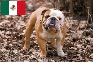 Scopri di più sull'articolo Allevatori di Bulldog Inglese e cuccioli in Messico