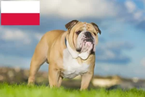 Scopri di più sull'articolo Allevatori di Bulldog inglese e cuccioli in Polonia