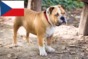 Scopri di più sull'articolo Allevatori di Bulldog Inglese e cuccioli in Repubblica Ceca