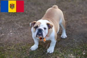 Scopri di più sull'articolo Allevatori di Bulldog Inglese e cuccioli in Moldavia