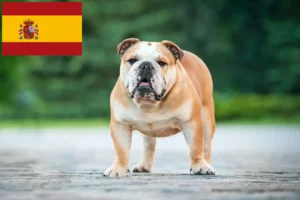 Scopri di più sull'articolo Allevatori di Bulldog Inglese e cuccioli in Spagna