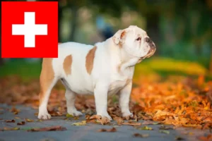 Scopri di più sull'articolo Allevatori di Bulldog Inglese e cuccioli in Svizzera