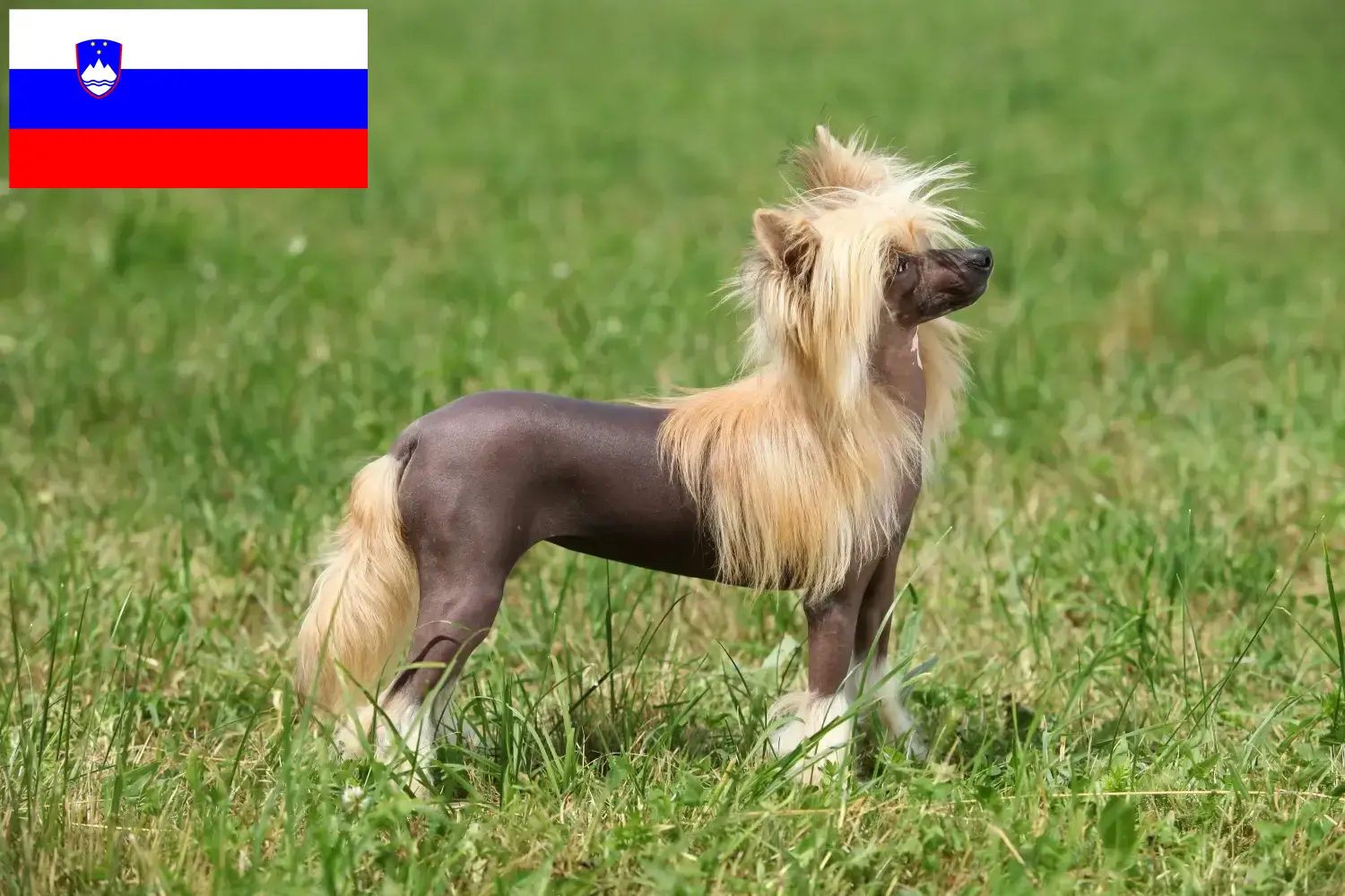 Scopri di più sull'articolo Allevatori di cani Chinese Crested e cuccioli in Slovenia