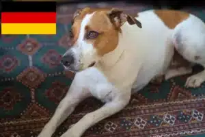 Scopri di più sull'articolo Allevatori di cani da reddito danese-svedese e cuccioli in Germania