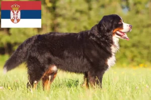 Scopri di più sull'articolo Allevatore di cani da montagna bernesi e cuccioli in Serbia