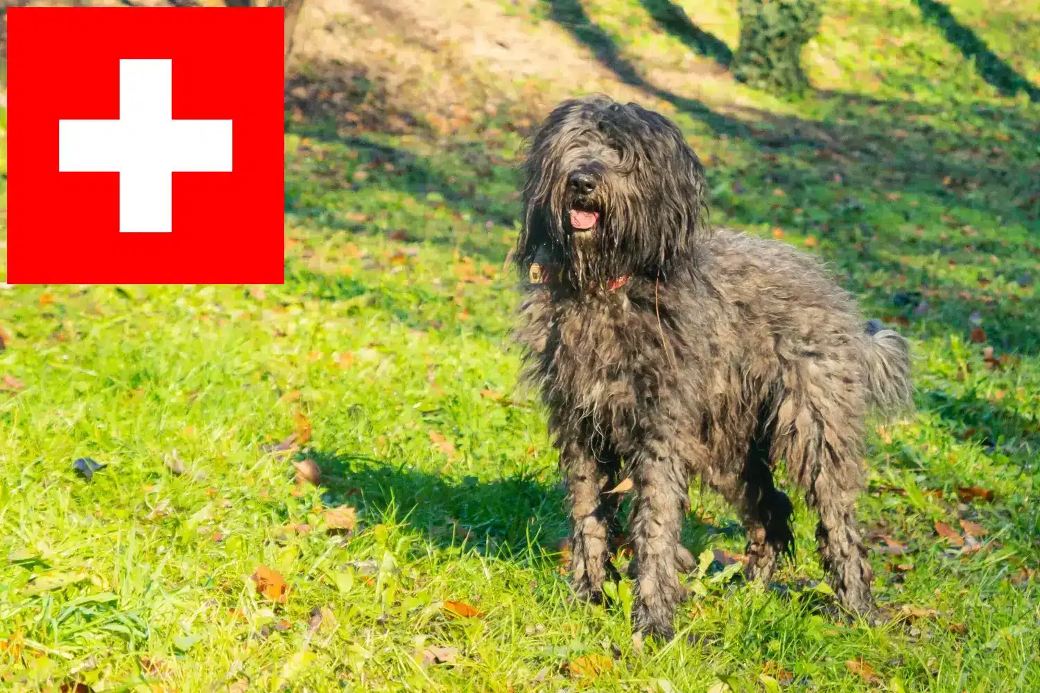 Scopri di più sull'articolo Allevatori di cani da pastore bergamasco e cuccioli in Svizzera