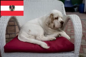 Scopri di più sull'articolo Allevatori di Clumber Spaniel e cuccioli in Austria