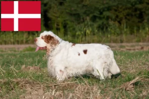 Scopri di più sull'articolo Allevatori di Clumber Spaniel e cuccioli in Danimarca