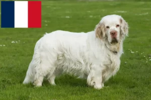 Scopri di più sull'articolo Allevatori di Clumber Spaniel e cuccioli in Francia