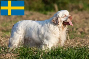 Scopri di più sull'articolo Allevatori di Clumber Spaniel e cuccioli in Svezia