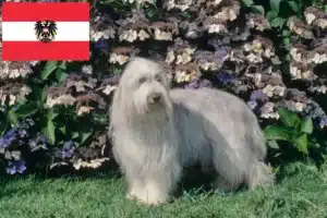 Scopri di più sull'articolo Allevatori di Bearded Collie e cuccioli in Austria