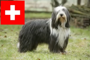 Scopri di più sull'articolo Allevatori di Collie Barbuti e cuccioli in Svizzera