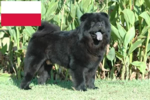 Scopri di più sull'articolo Allevatori di Chow-Chow e cuccioli in Polonia