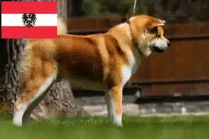 Scopri di più sull'articolo Allevatori di Akita e cuccioli in Austria