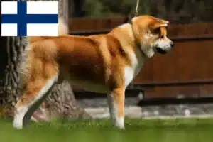 Scopri di più sull'articolo Allevatori di Akita e cuccioli in Finlandia