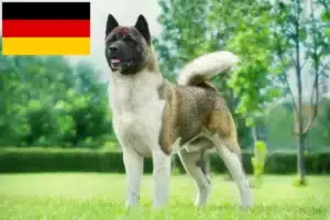 Scopri di più sull'articolo Allevatori di Akita e cuccioli in Germania