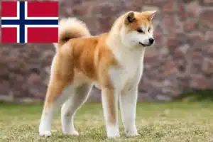 Scopri di più sull'articolo Allevatori di Akita e cuccioli in Norvegia