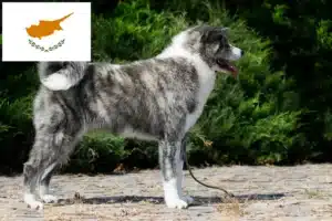 Scopri di più sull'articolo Allevatori di Akita e cuccioli a Cipro