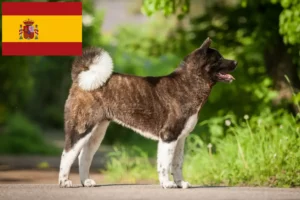 Scopri di più sull'articolo Allevatori e cuccioli di Akita in Spagna