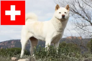 Scopri di più sull'articolo Allevatori di Akita e cuccioli in Svizzera