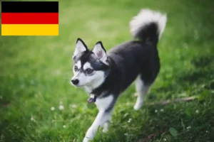 Scopri di più sull'articolo Allevatori di Alaskan Klee Kai e cuccioli in Germania