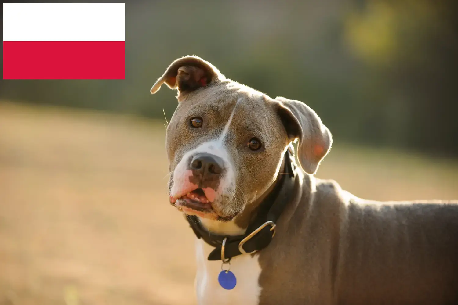 Scopri di più sull'articolo Allevatori di American Pit Bull Terrier e cuccioli in Polonia