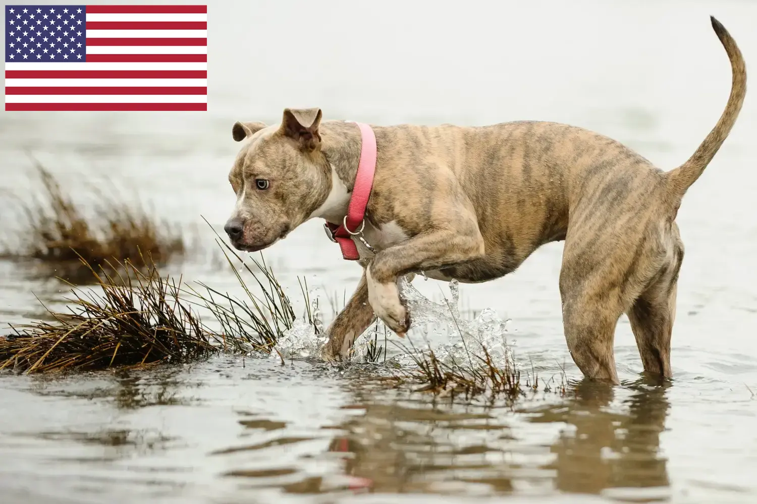 Scopri di più sull'articolo Allevatori di American Pit Bull Terrier e cuccioli in USA