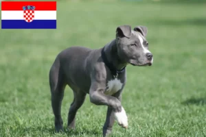 Scopri di più sull'articolo Allevatori di American Staffordshire Terrier e cuccioli in Croazia