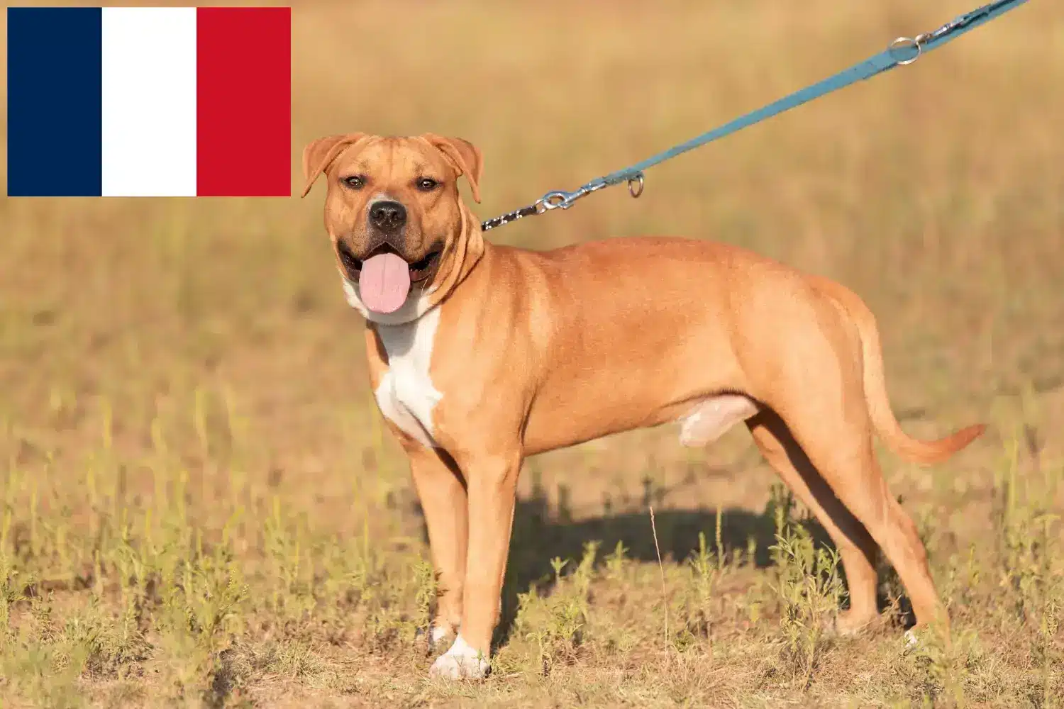 Scopri di più sull'articolo Allevatori e cuccioli di American Staffordshire Terrier in Francia