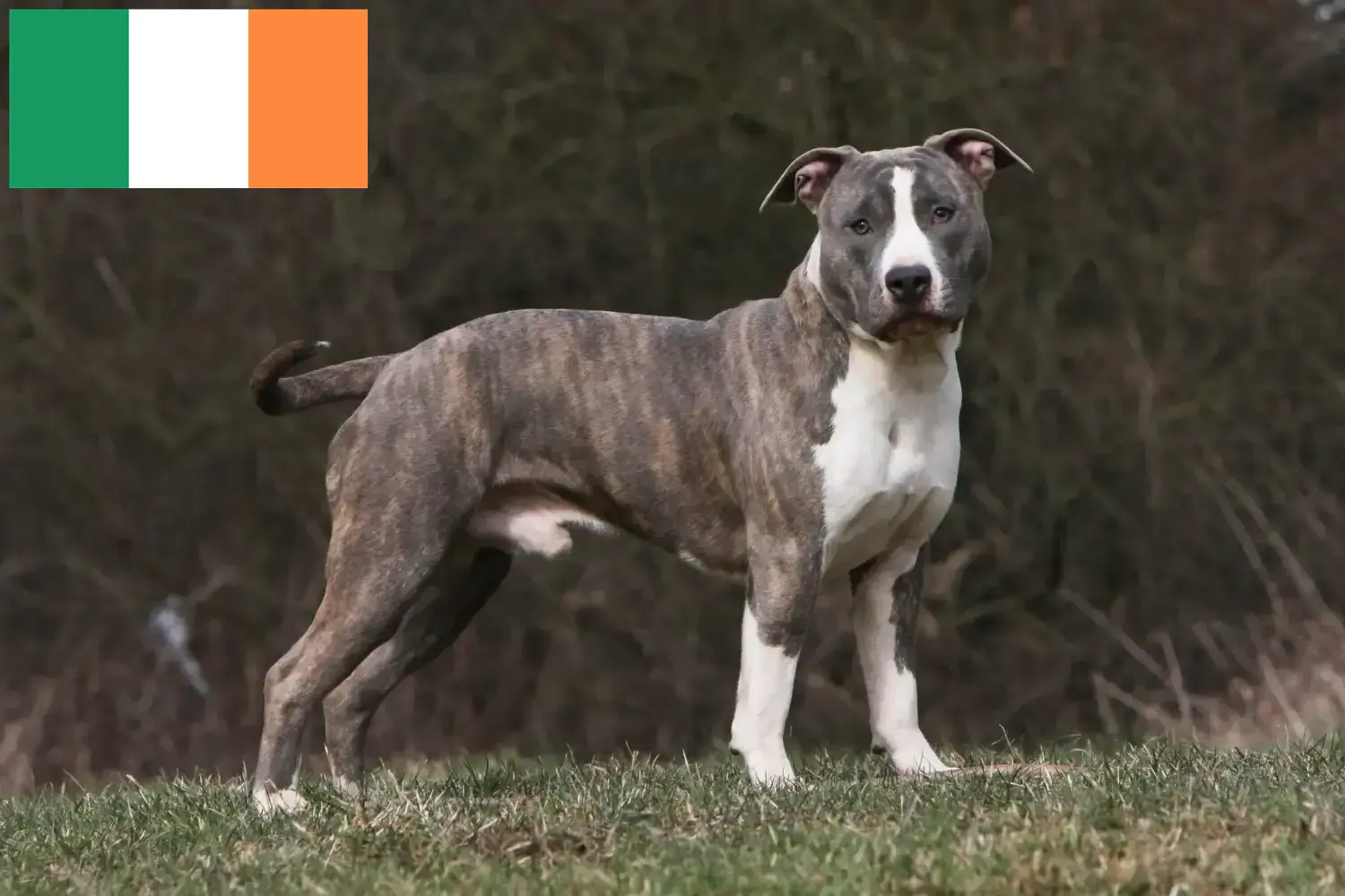 Scopri di più sull'articolo Allevatori di American Staffordshire Terrier e cuccioli in Irlanda