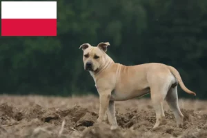 Scopri di più sull'articolo Allevatori di American Staffordshire Terrier e cuccioli in Polonia