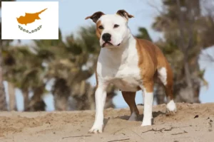 Scopri di più sull'articolo Allevatori e cuccioli di American Staffordshire Terrier a Cipro