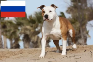 Scopri di più sull'articolo Allevatori di American Staffordshire Terrier e cuccioli in Russia