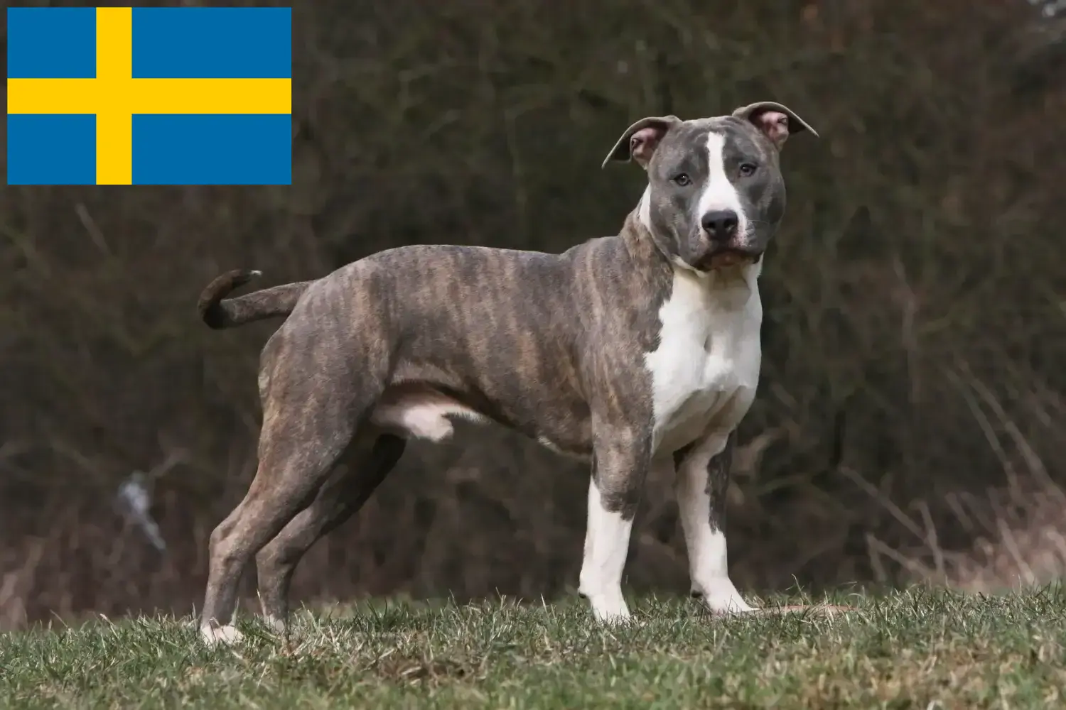 Scopri di più sull'articolo Allevatori di American Staffordshire Terrier e cuccioli in Svezia