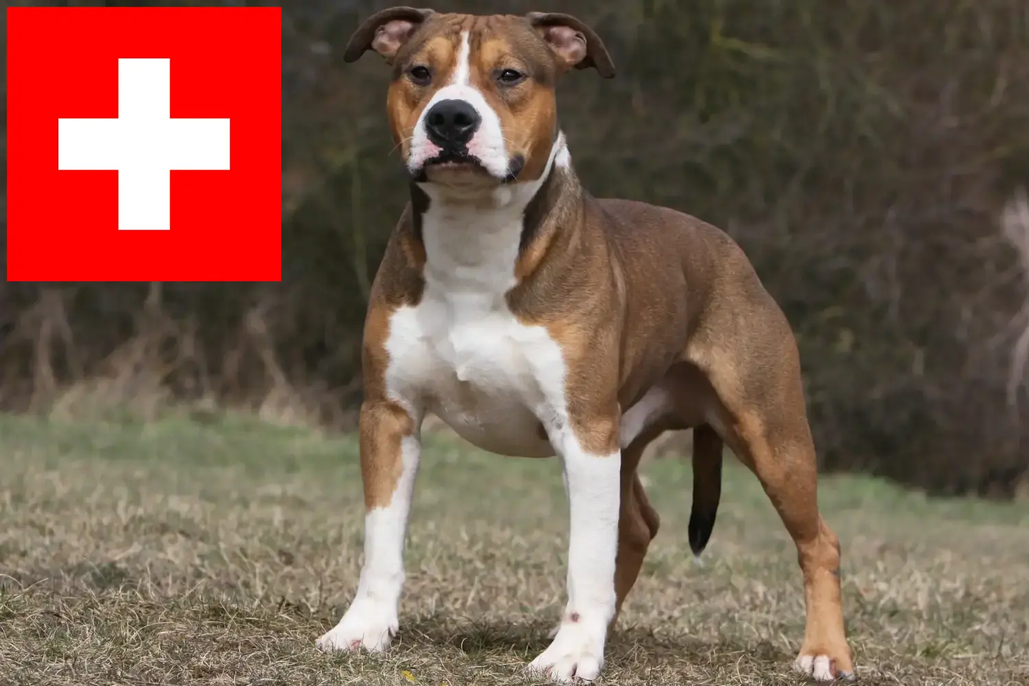 Scopri di più sull'articolo Allevatori di American Staffordshire Terrier e cuccioli in Svizzera