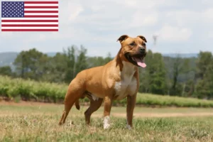 Scopri di più sull'articolo Allevatori di American Staffordshire Terrier e cuccioli negli Stati Uniti d’America