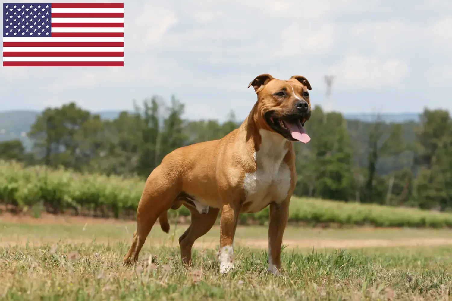 Scopri di più sull'articolo Allevatori di American Staffordshire Terrier e cuccioli negli Stati Uniti d’America