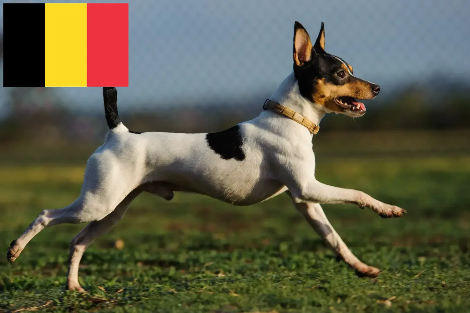 Scopri di più sull'articolo Allevatori e cuccioli di American Toy Terrier in Belgio