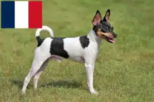 Scopri di più sull'articolo Allevatori di American Toy Terrier e cuccioli in Francia