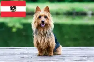 Scopri di più sull'articolo Allevatori di Australian Terrier e cuccioli in Austria
