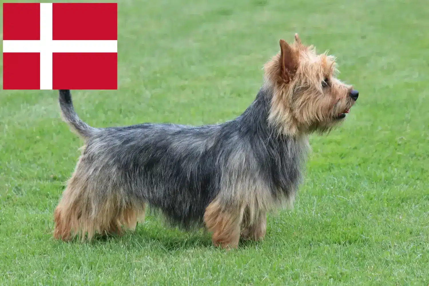 Scopri di più sull'articolo Allevatori di Australian Terrier e cuccioli in Danimarca