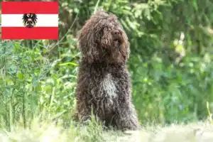 Scopri di più sull'articolo Allevatori di Barbet e cuccioli in Austria